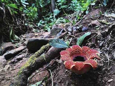 不能行光合作用的植物|日本发现不能进行光合作用的植物新属新种